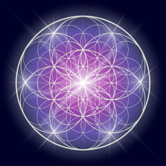 Flower of life or Pattern of Creation. Sacred geometry illustration.