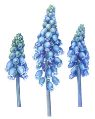 Spring blue muscari blooming flower. Common name is grape hyacinth. Beautiful muscari- floral botanical picture. Watercolor hand drawn painting illustration isolated on white background.  - obrazy, fototapety, plakaty
