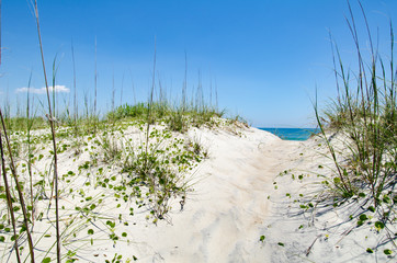 beach ocean sea scene sand dunes grass