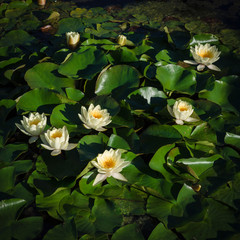Wiew of white water lilies.