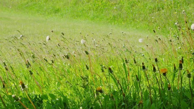 Slow motion shot of green grass and fowers blowing in the wind