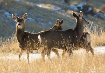 Winter Mule Deer