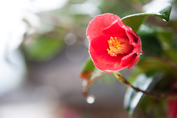 camellia flower in the raining day.