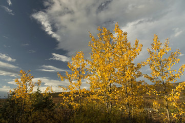 Balsam poplars in the fall;  Denali National Park;  Alaska