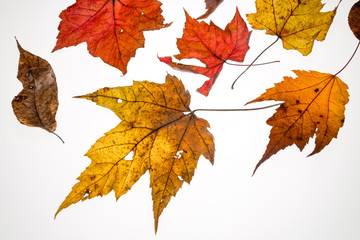 fall color leaves on high key background