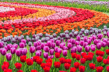 Foto op Canvas Tulips in a field garden arranged in a pattern of concentric circles of varying colors. Shallow depth of field. © dplett