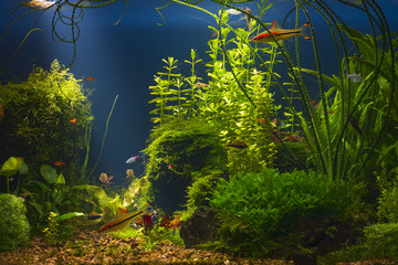 Green planted large tropical fresh water aquarium with small fishes in low key with dark blue background