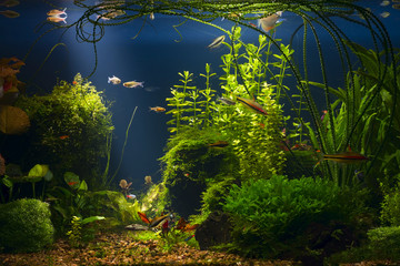  Green planted large tropical fresh water aquarium with small fishes in low key with dark blue background