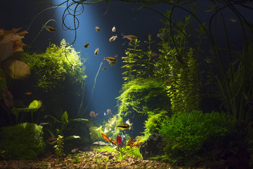 Green planted large tropical fresh water aquarium with small fishes in low key with dark blue background