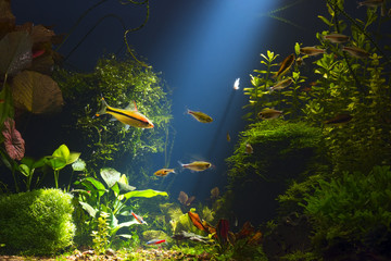 Fototapeta na wymiar Green planted large tropical fresh water aquarium with small fishes in low key with dark blue background