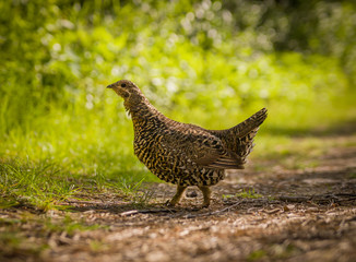 A single female Spruce Grouse in the forest