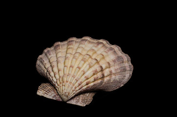 clam, seashell, sea, ocean clam on dark background 