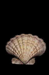 clam, seashell, sea, ocean clam on dark background 