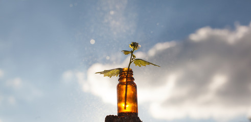  Natural remedies - Herb Therapy