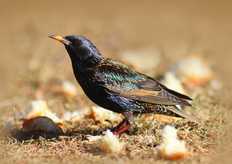 European Starling Bird