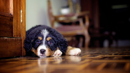 Tender bernese mountain dog puppy lying on the floor
