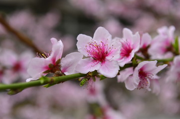 Obraz na płótnie Canvas In full bloom in the peach blossom