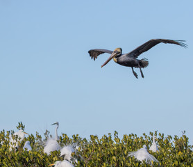 Brown Pelican