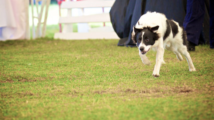 Naklejka na ściany i meble Energetic dog running fast on the grass