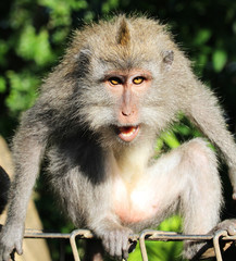 Angry macaque monkey in Ubud, Bali