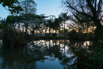 Fototapeta na wymiar Trees and palms reflected in calm blue pond with sunrise sky colors behind.