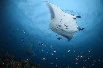 Large Manta Ray Gliding Elegantly Above Divers in Maldives