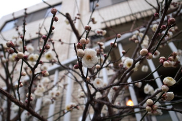 都会に咲く梅の花
