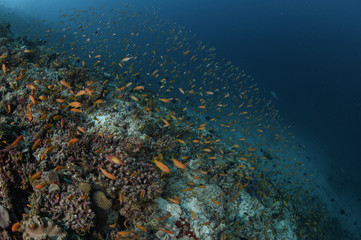 Fototapeta na wymiar Beautiful Coral Reef in Blue Waters of Maldives