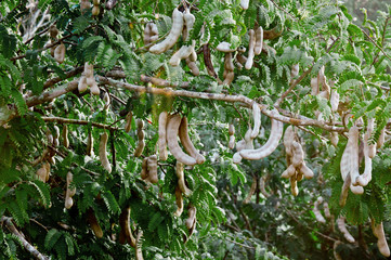 Tamarind is a major economic tree. Another type of Thai.