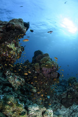 Fototapeta na wymiar Beautiful Coral Reef in Blue Waters of Maldives