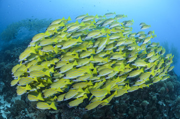 Fototapeta na wymiar Aggregation of Yellow Fish in Blue Waters of Maldives