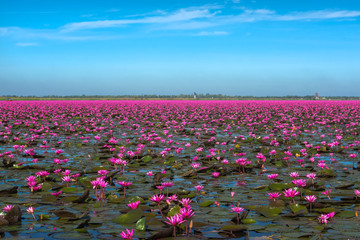 Lake of Red waterlily at Udonthani Province , Thailand