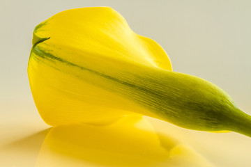 Macro photos of yellow calla lily flowers