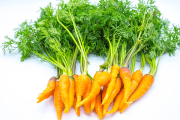 Fresh carrots isolated on white background