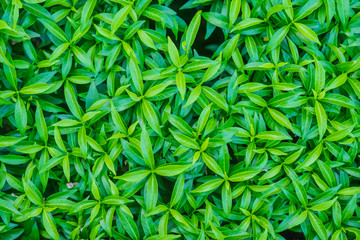 Green leaves bush plant background, Nature