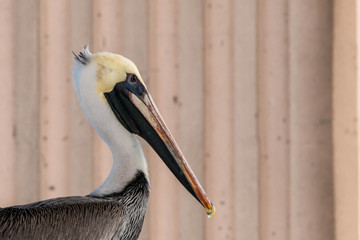 Pelican