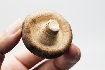 Hand hold the best Shiitake mushroom