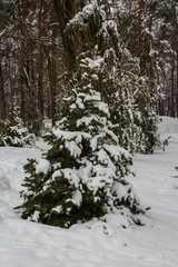 Two spruce trees in the snow in the winter park in Kyiv. Ukraine