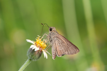 Moth, Night butterfly