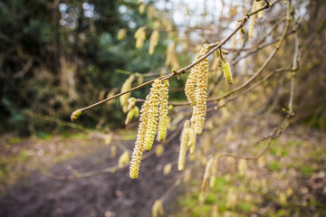 Bark and moss, wooden texture backround, brown and green tree bark baground