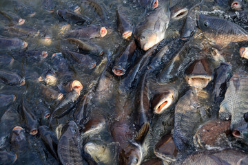 Feed the fish in the temple2.