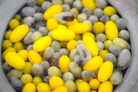 Beautiful yellow color Boiling cocoon silkworm in a pot.