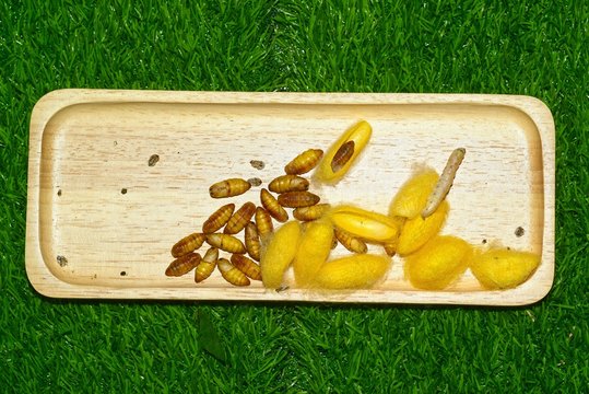 Close up in sect Silkworm on tray.
