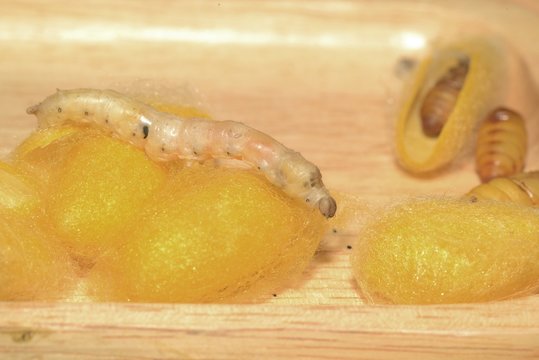 Close up in sect Silkworm on tray.
