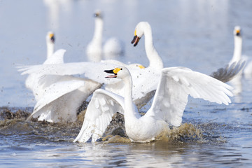 Swans conflict