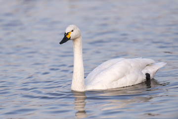 Obraz premium Swan in lake