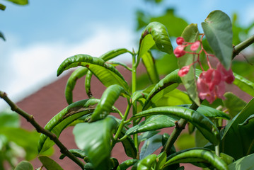 A green plant that has disease showing out by having contort or twist leaves, it needs to be taken care before dying