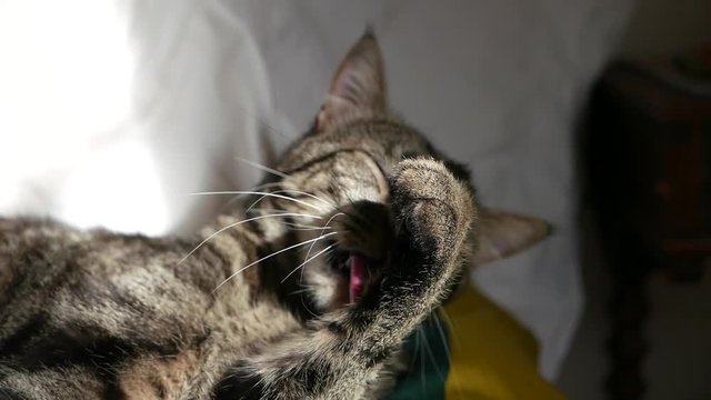 Tabby-Katze wäscht sich das Gesicht