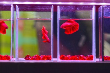 Colorful Fighting fish in the jar for sale in pet shop.