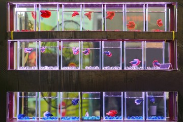 Naklejka premium Colorful Fighting fish in the jar for sale in pet shop.